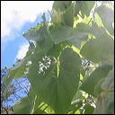 abutilon-sandwicense-4